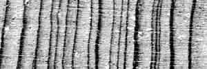 illustration of variation in ring widths